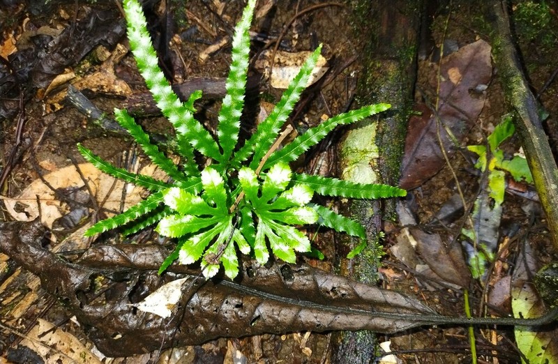 Lygodium radiatum photo 3