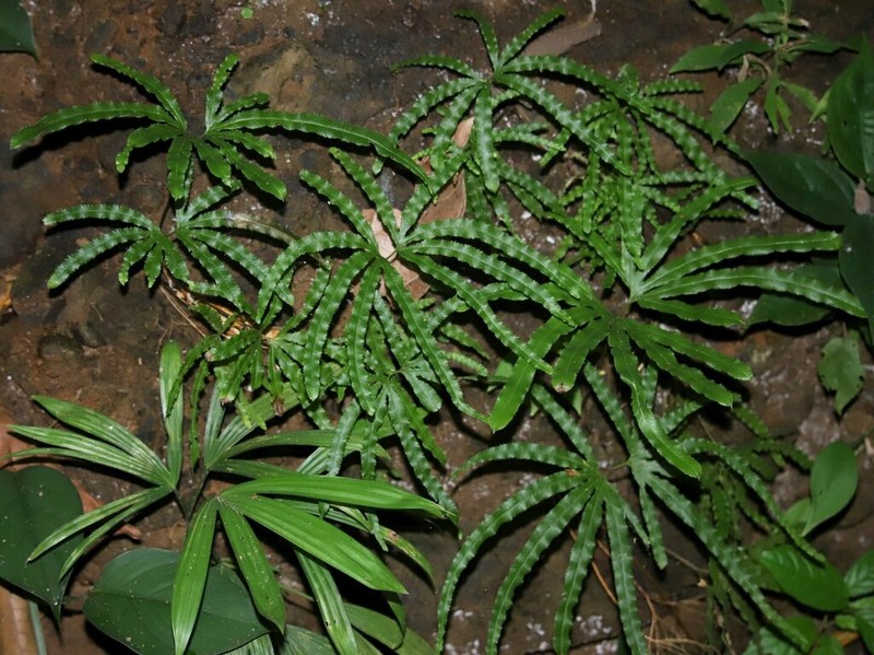 Lygodium radiatum photo 4