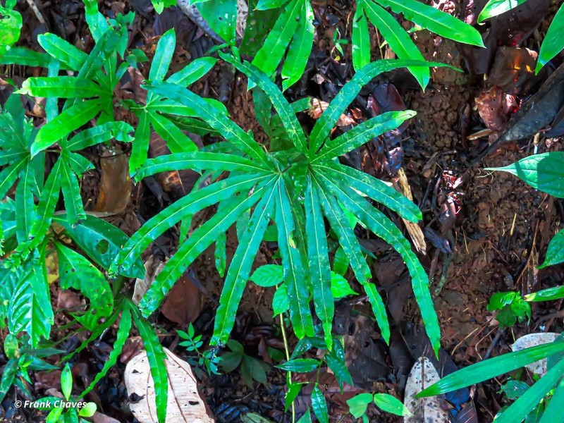 Lygodium radiatum photo 5