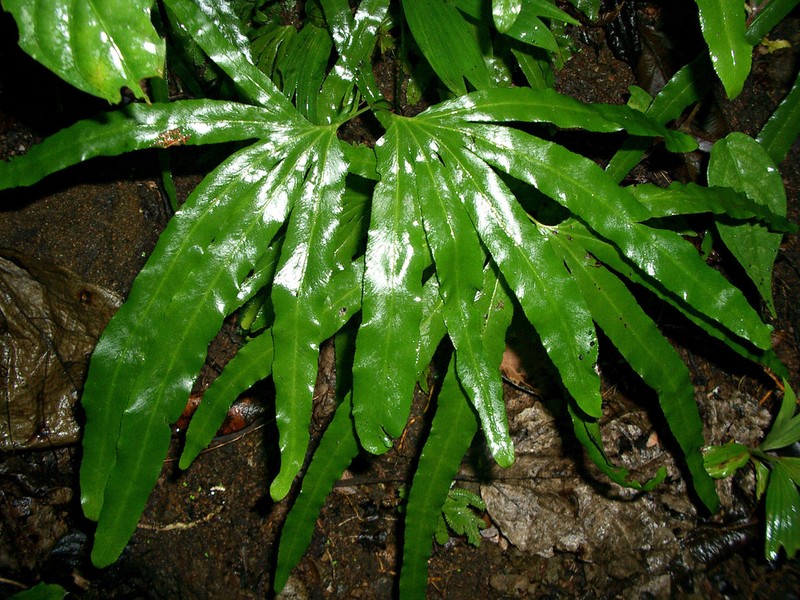 Lygodium radiatum photo 6