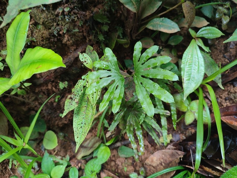 Lygodium radiatum photo 7