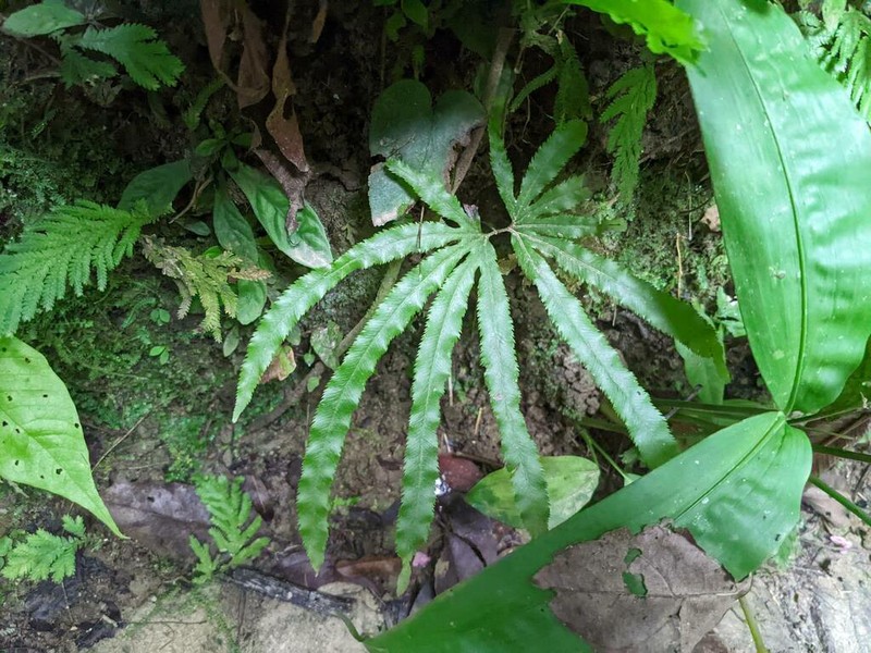 Lygodium radiatum photo 8
