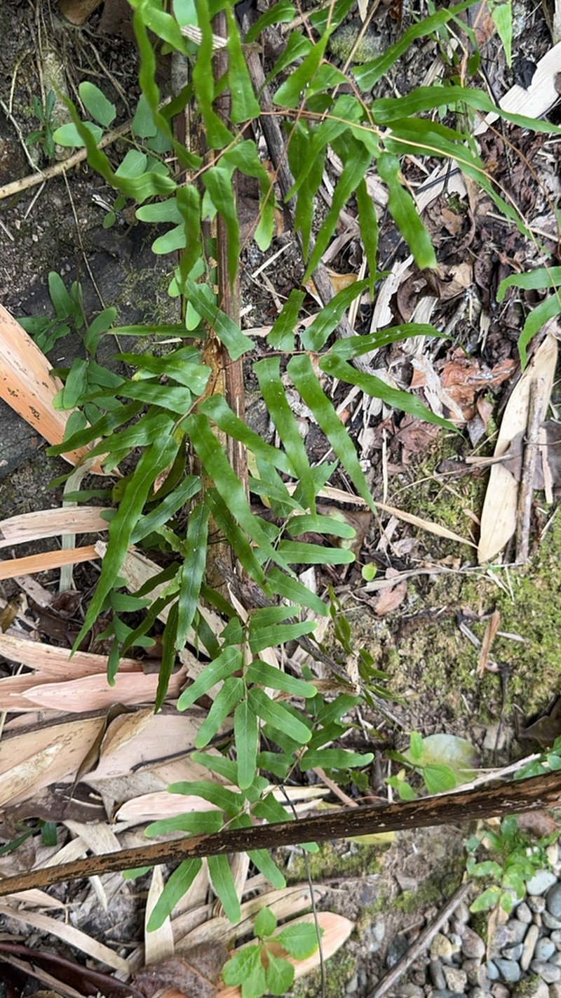 Lygodium reticulatum