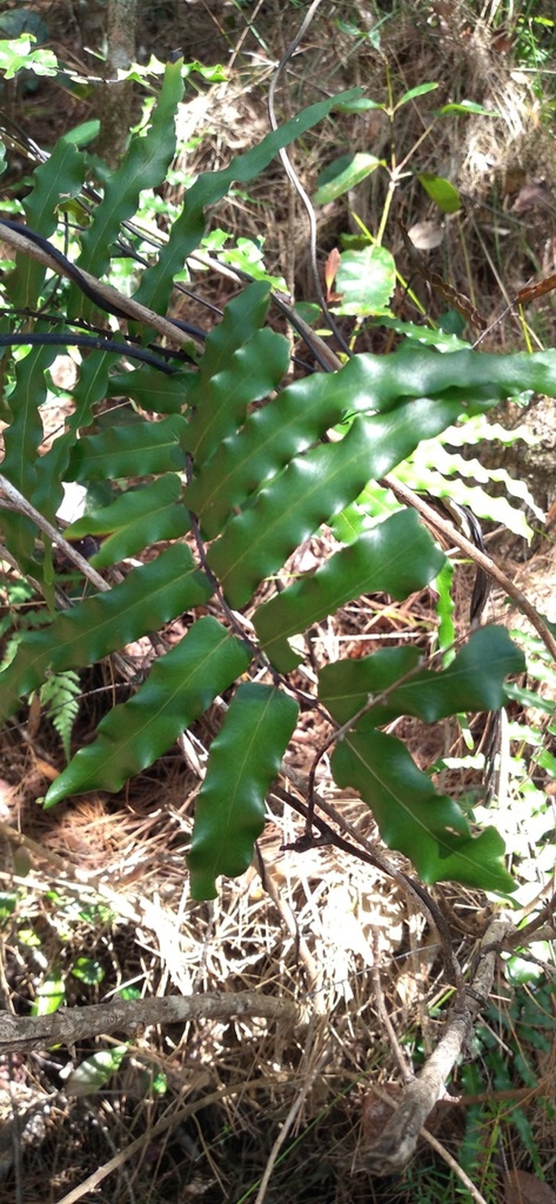 Lygodium reticulatum photo 2