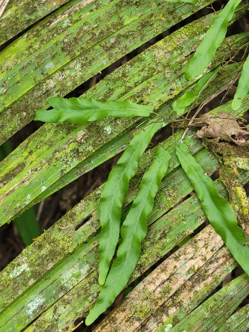 Lygodium reticulatum photo 3