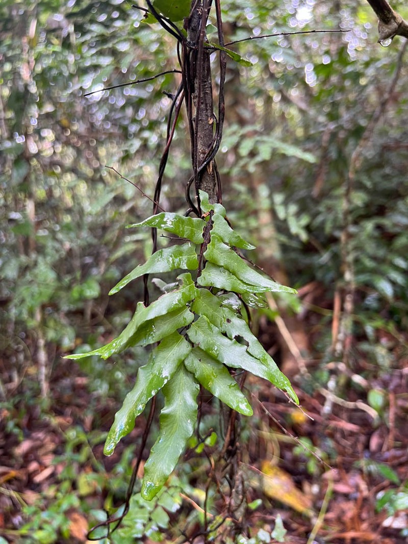 Lygodium reticulatum photo 4