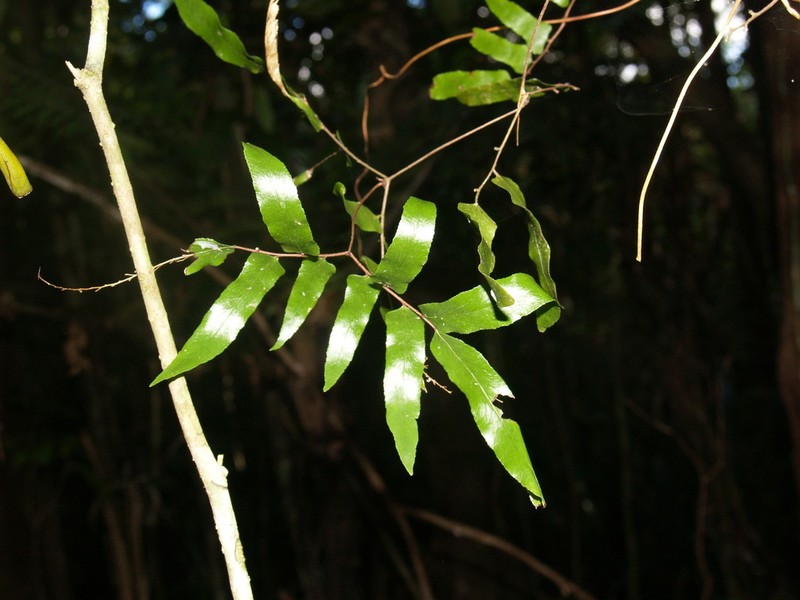 Lygodium reticulatum photo 5