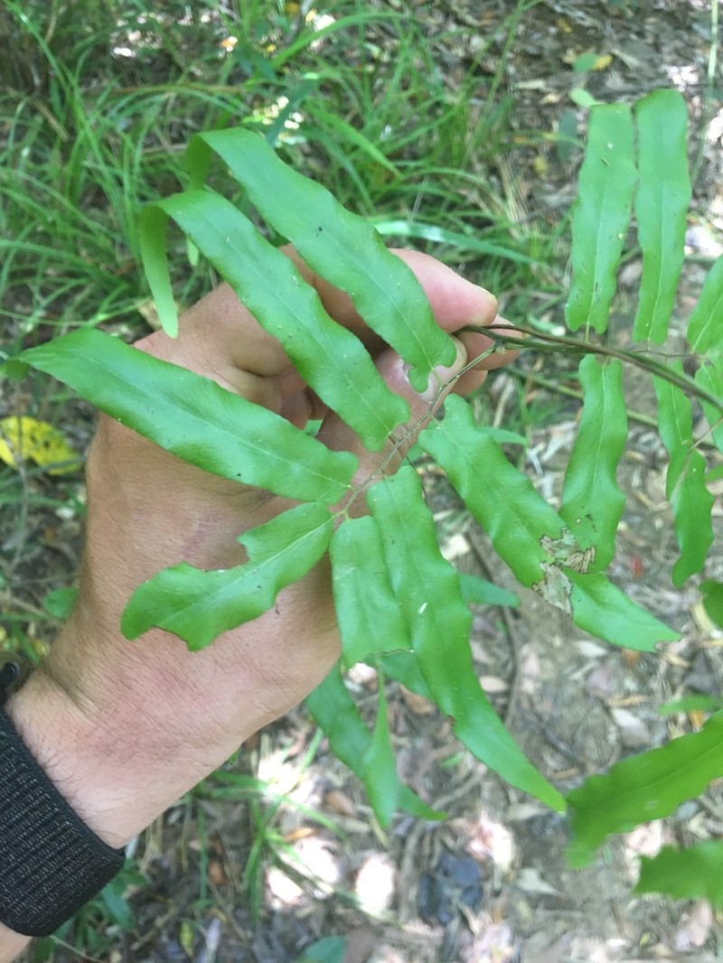 Lygodium reticulatum photo 6