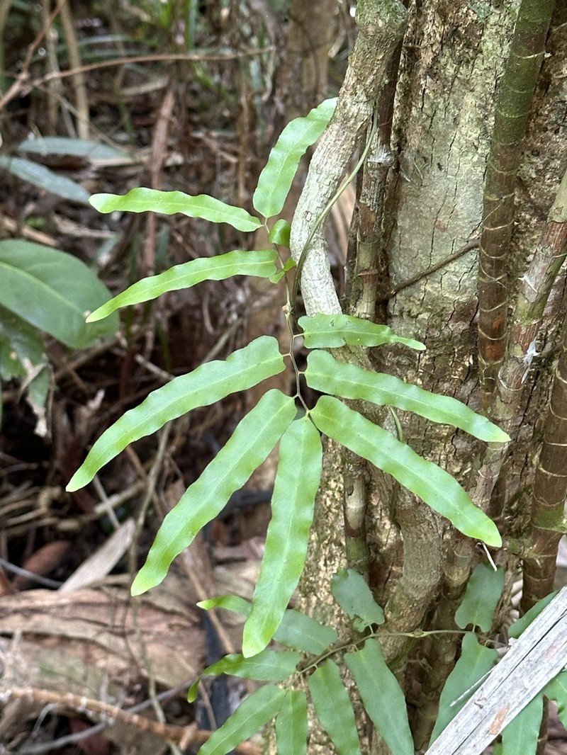 Lygodium reticulatum photo 8