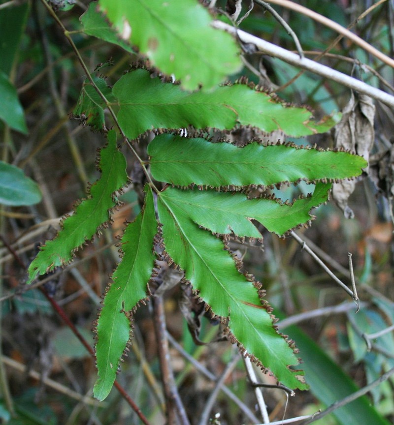 Willow-Leaved Climbing Fern photo 2