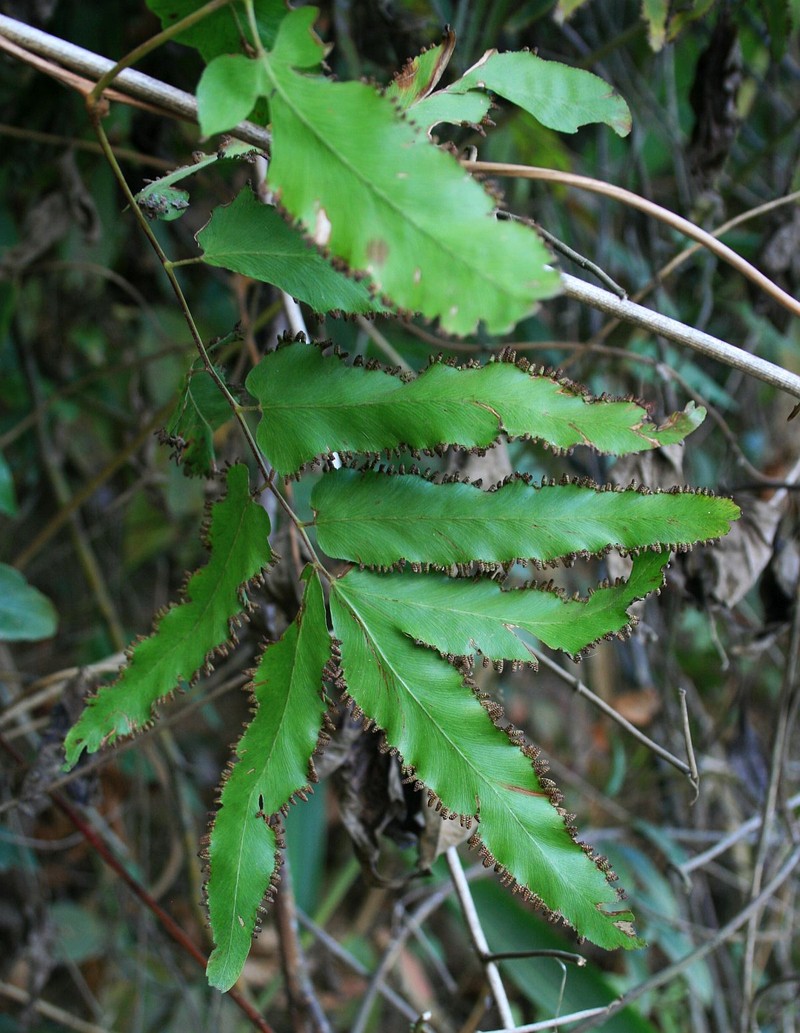 Willow-Leaved Climbing Fern