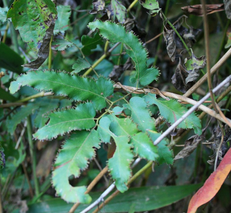 Willow-Leaved Climbing Fern photo 3