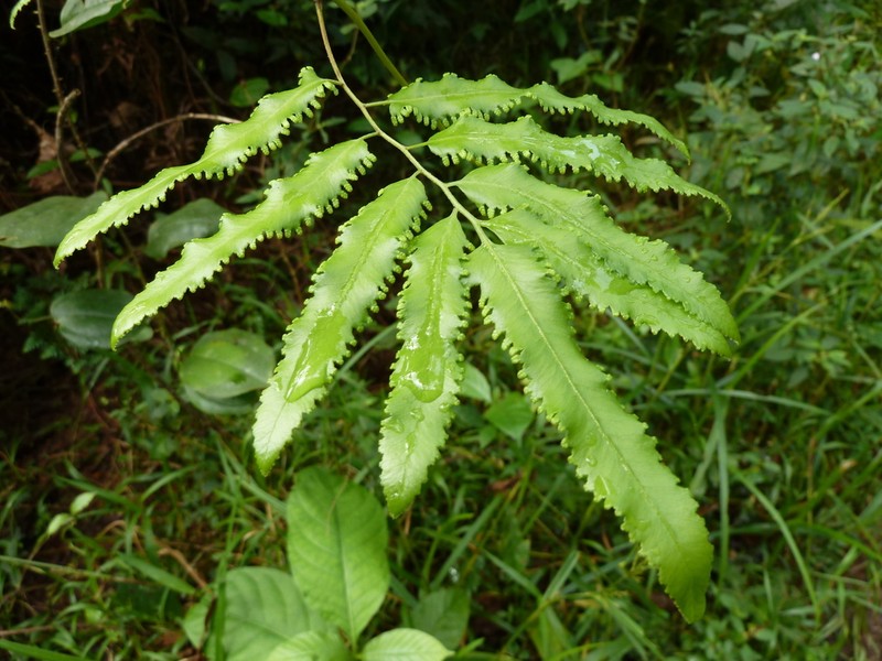 Lygodium smithianum