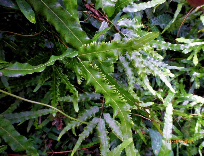 Lygodium smithianum photo 2