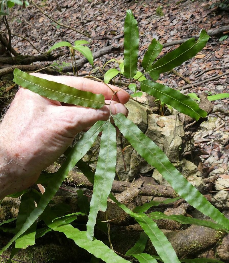 Lygodium smithianum photo 3