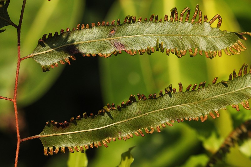 Lygodium smithianum photo 4