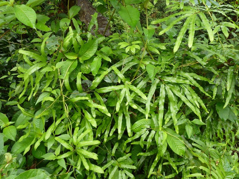 Lygodium smithianum photo 5