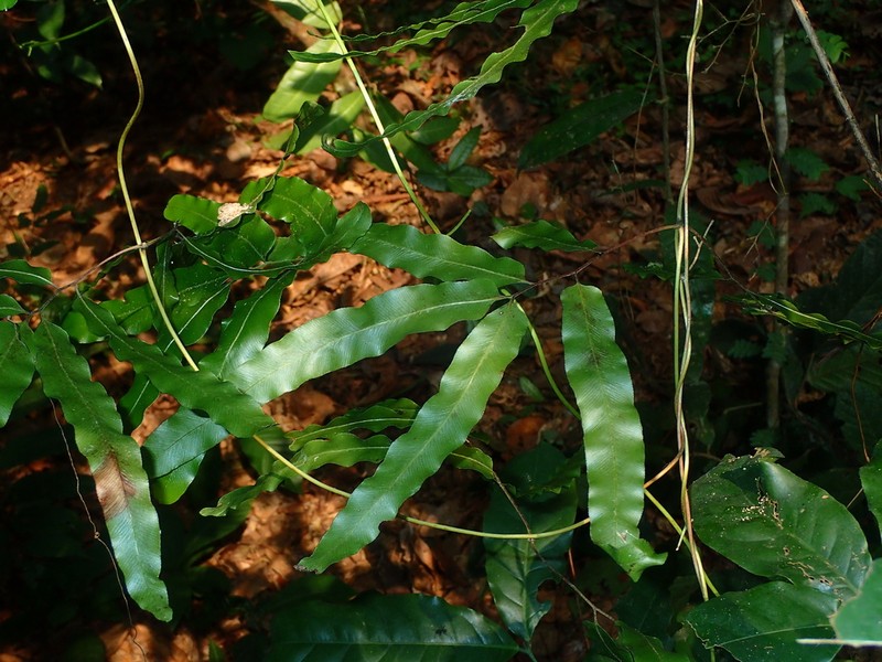 Lygodium smithianum photo 6