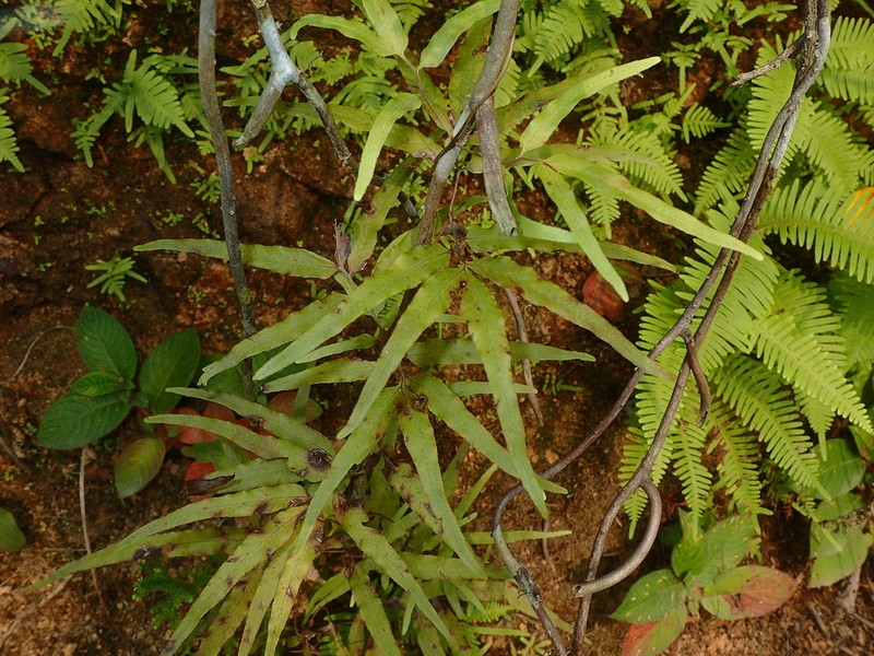 Lygodium smithianum photo 7