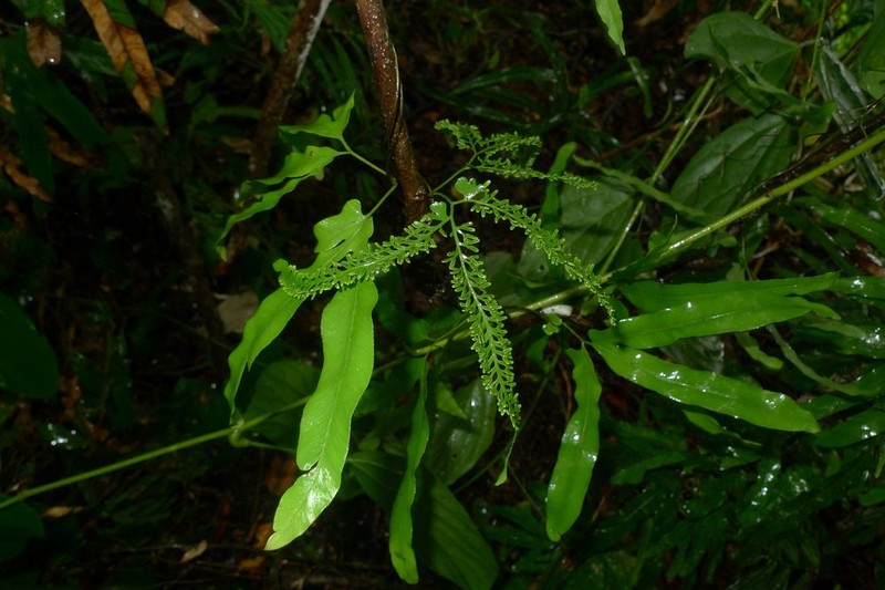 Lygodium trifurcatum