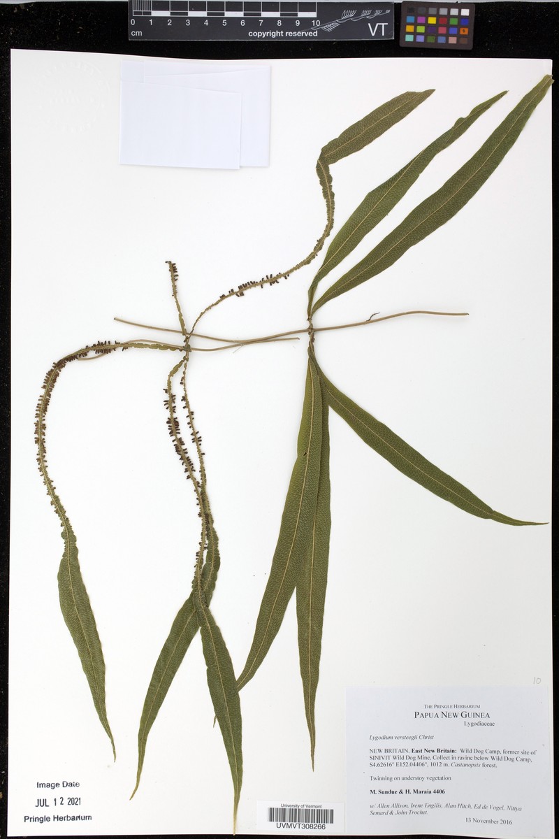 Lygodium versteegii