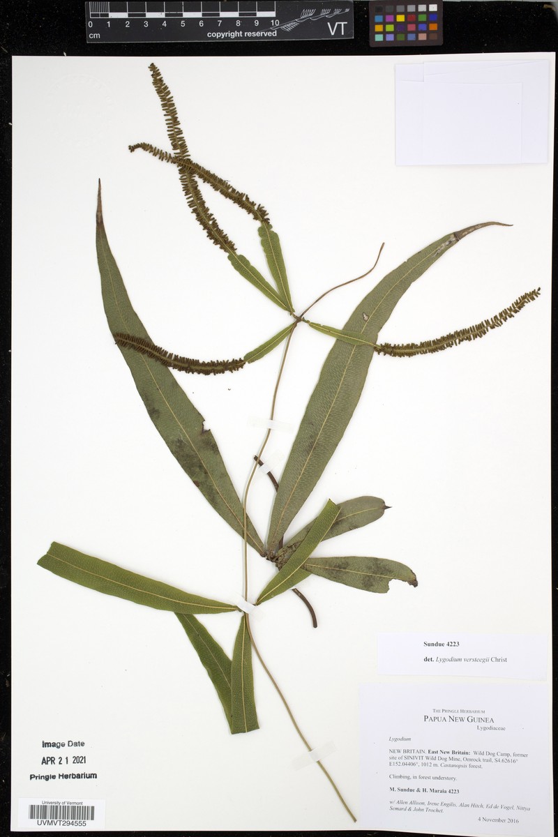 Lygodium versteegii photo 2