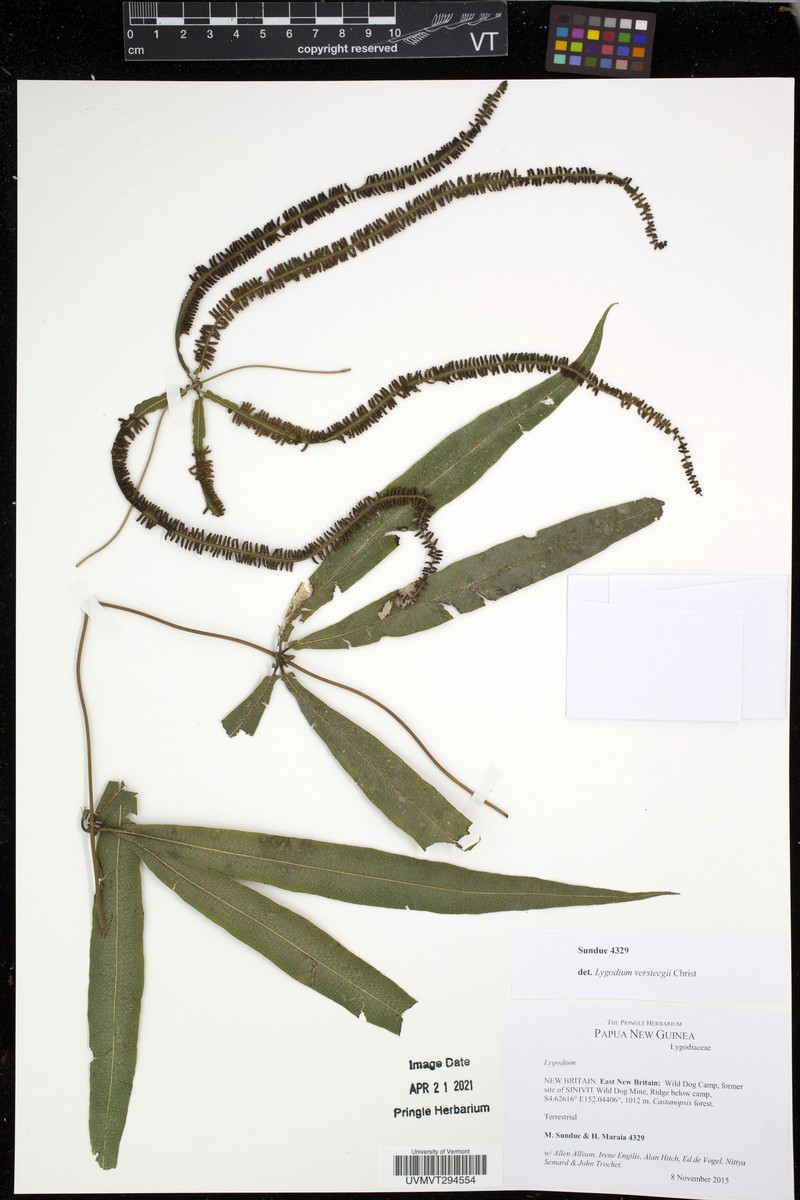 Lygodium versteegii photo 3