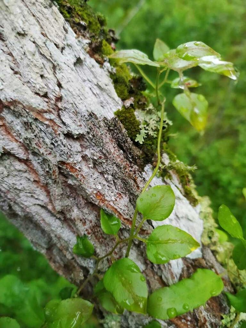Lygodium volubile