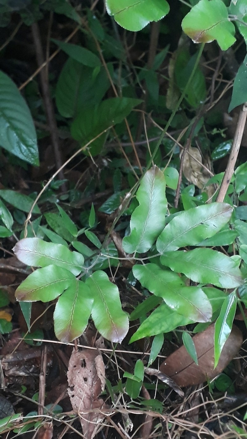 Lygodium volubile photo 2