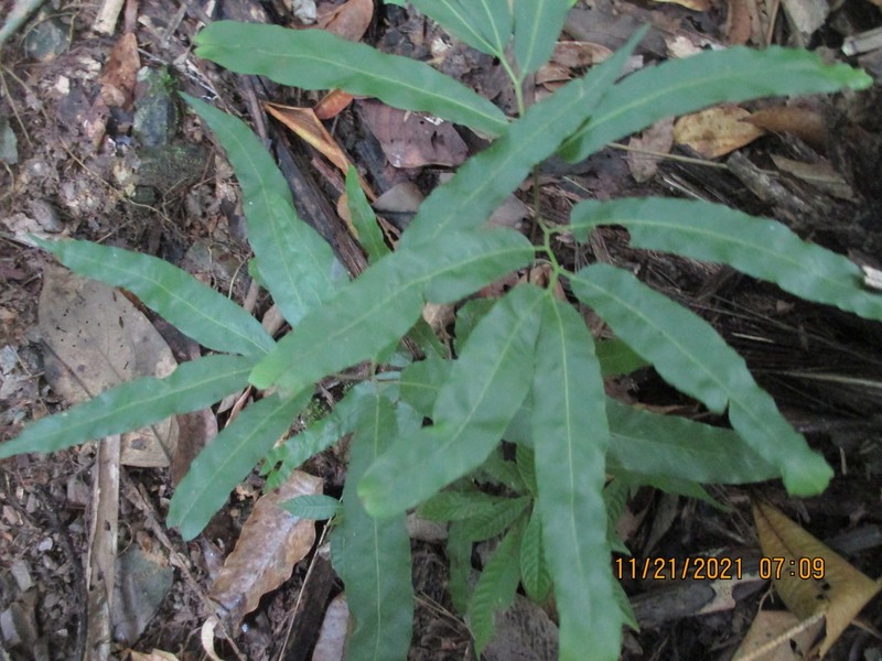 Lygodium volubile photo 3