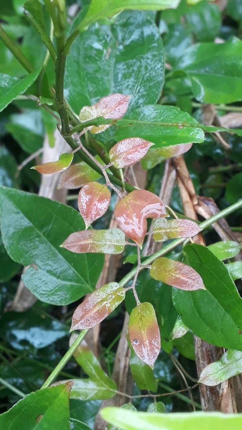 Lygodium volubile photo 4