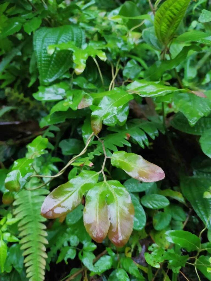 Lygodium volubile photo 5