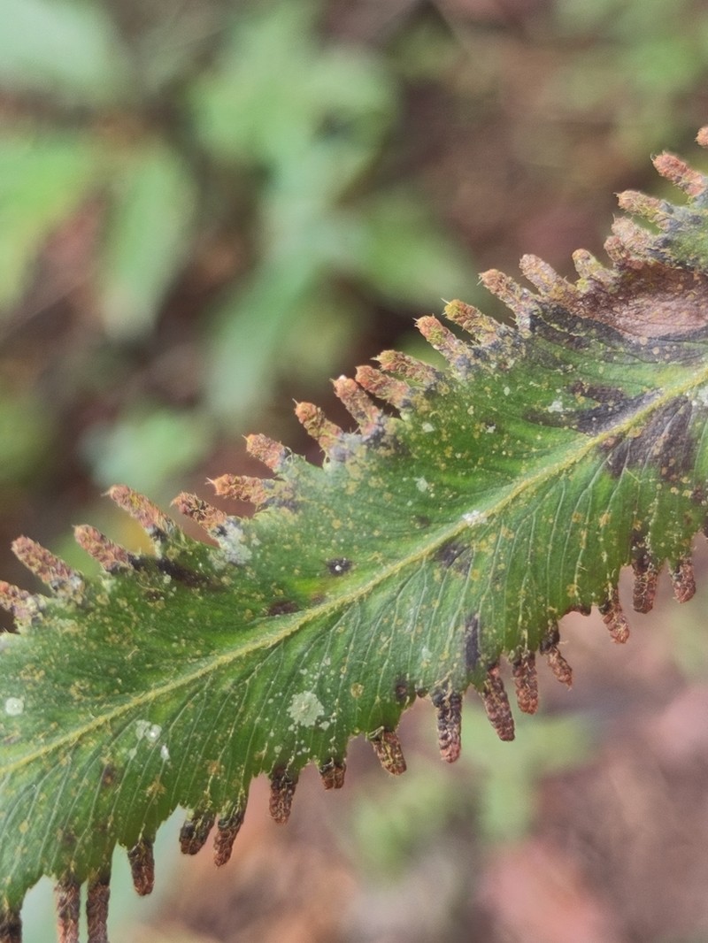 Lygodium volubile photo 6