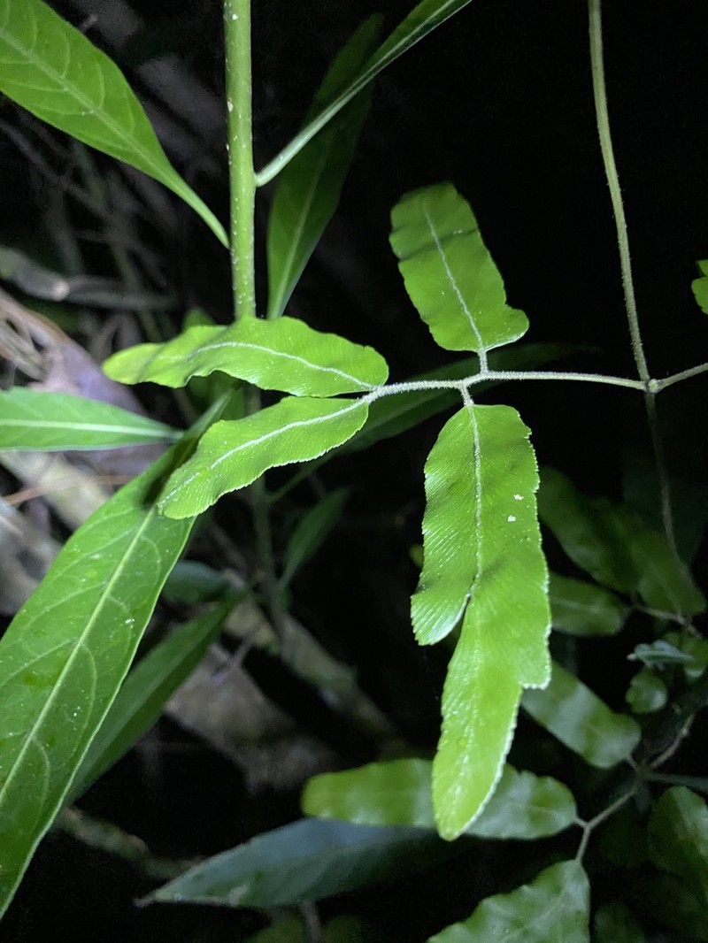 Lygodium volubile photo 7