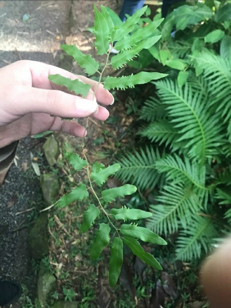Lygodium volubile photo 8
