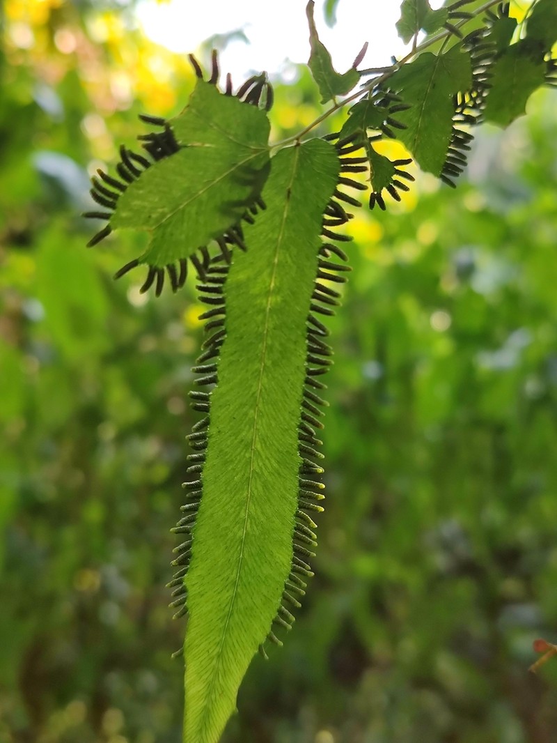 Lygodium yunnanense