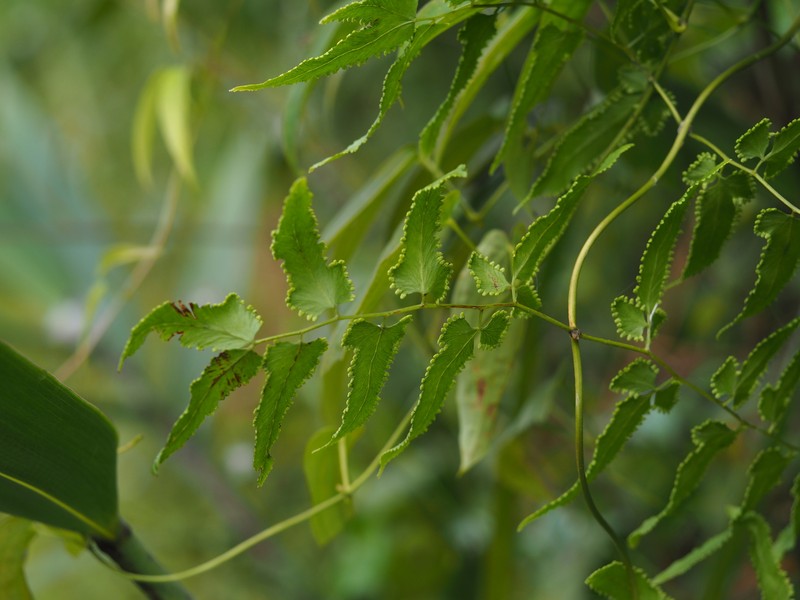 Lygodium yunnanense photo 4