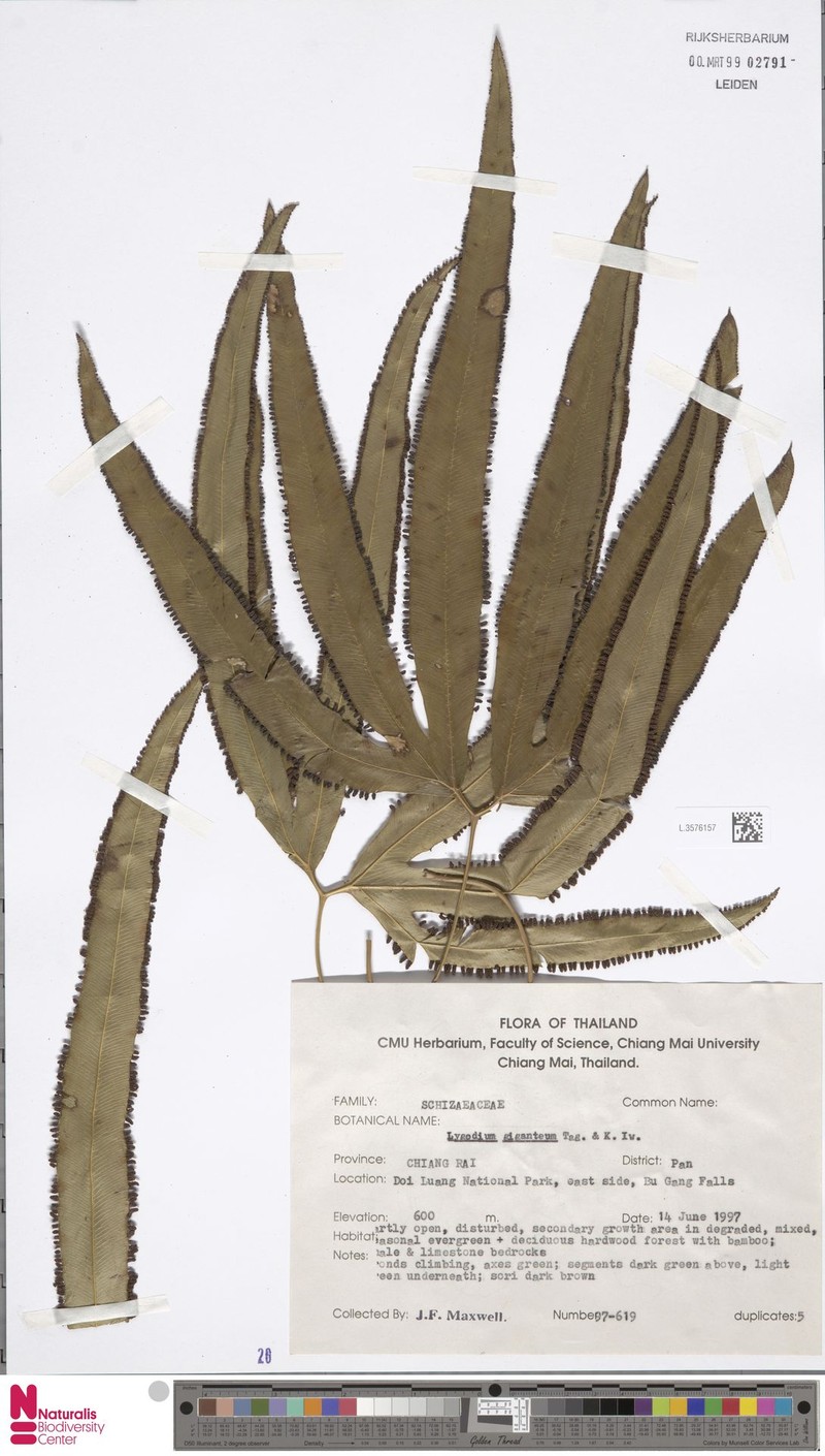 Lygodium yunnanense photo 5