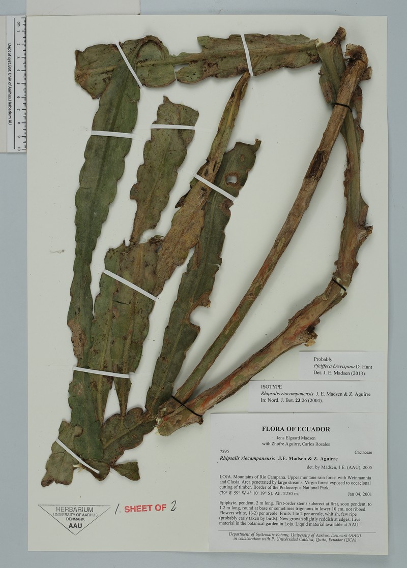 Lymanbensonia brevispina