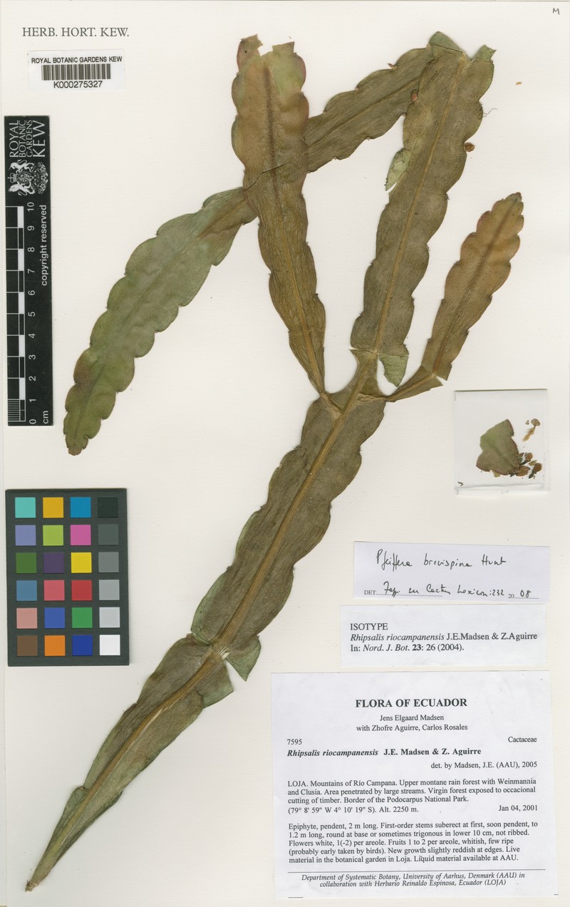 Lymanbensonia brevispina photo 2