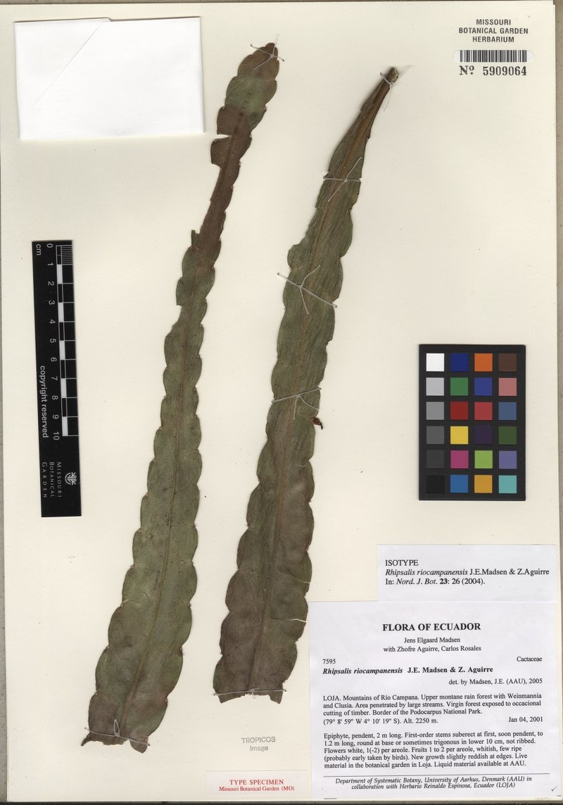 Lymanbensonia brevispina photo 3