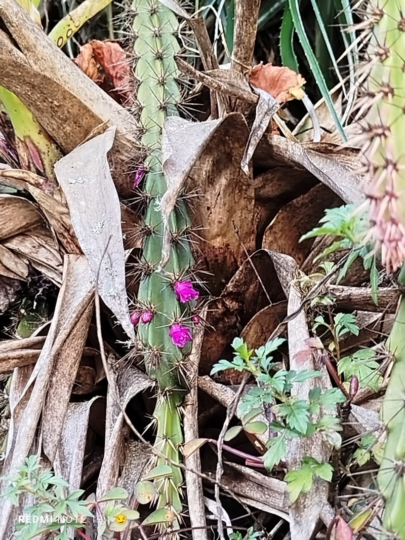 Lymanbensonia choquequiraensis photo 3