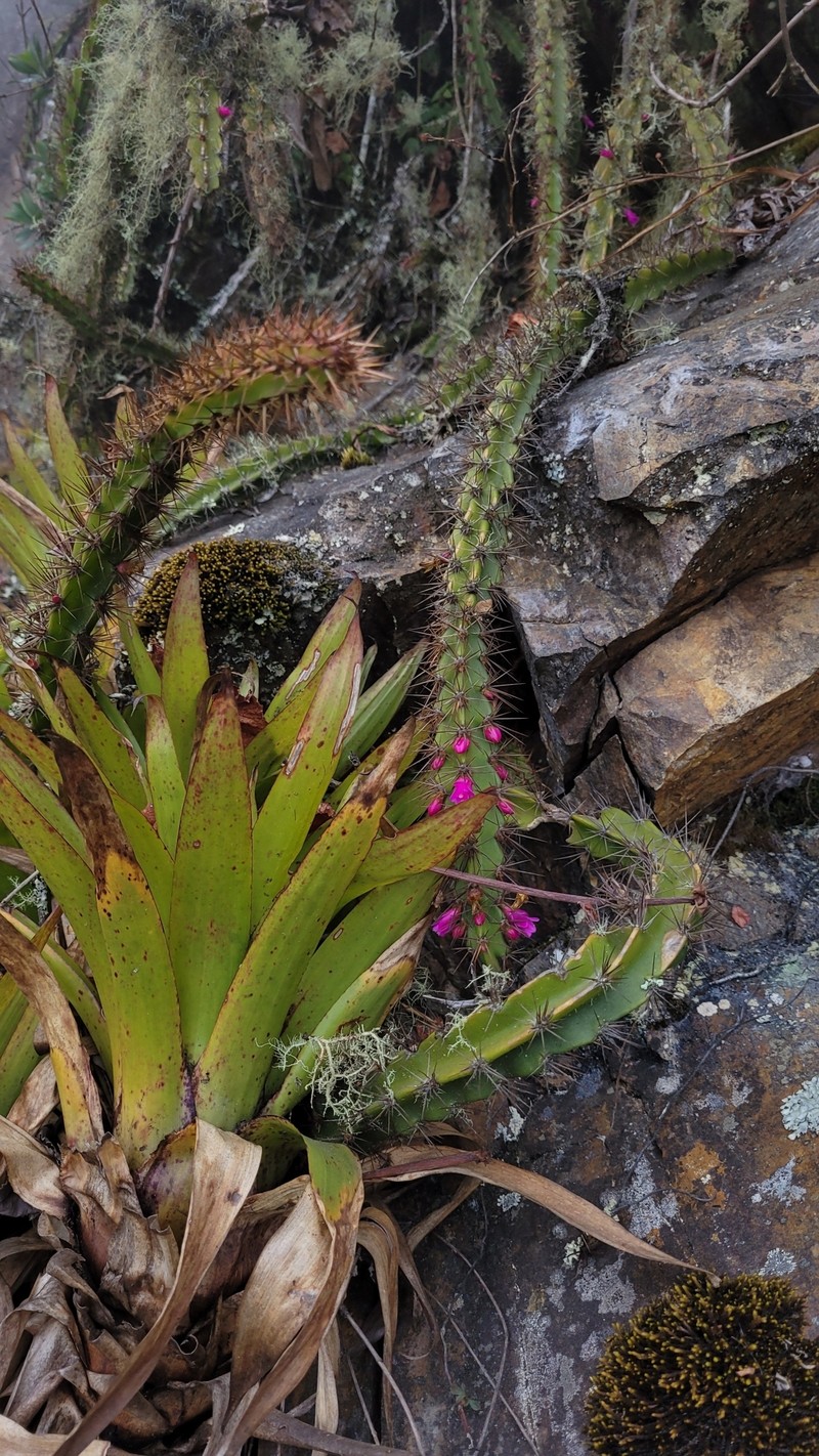 Lymanbensonia choquequiraensis photo 6
