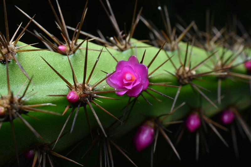 Lymanbensonia choquequiraensis photo 7