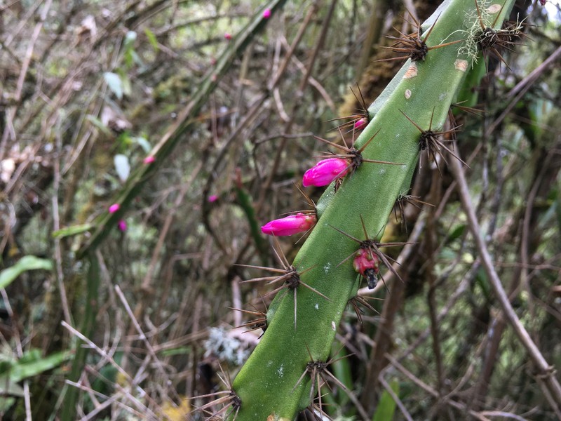Lymanbensonia choquequiraensis photo 8