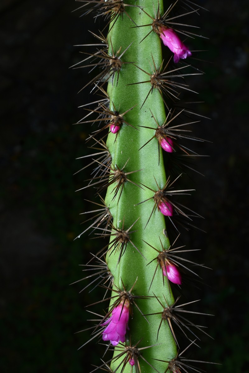 Lymanbensonia choquequiraensis
