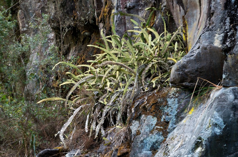 Lymanbensonia incachacana photo 3