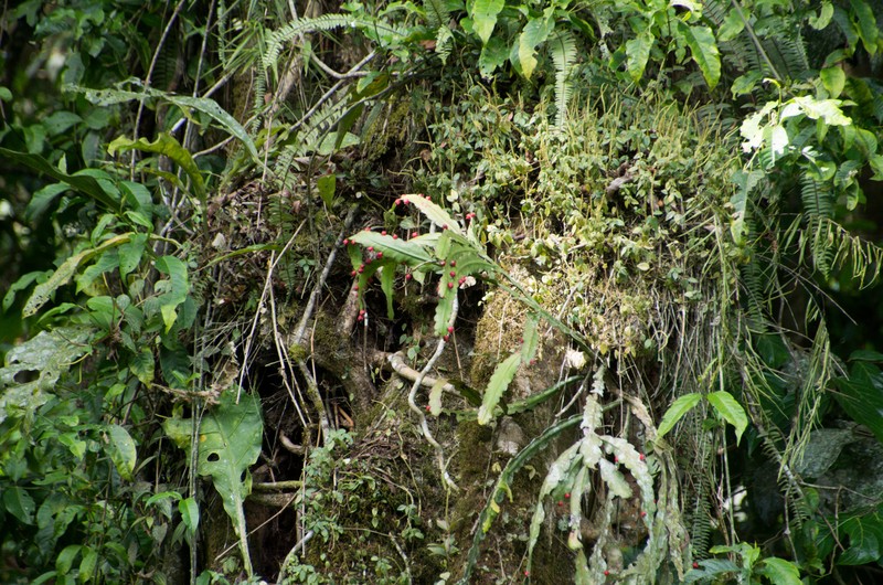 Lymanbensonia incachacana photo 4