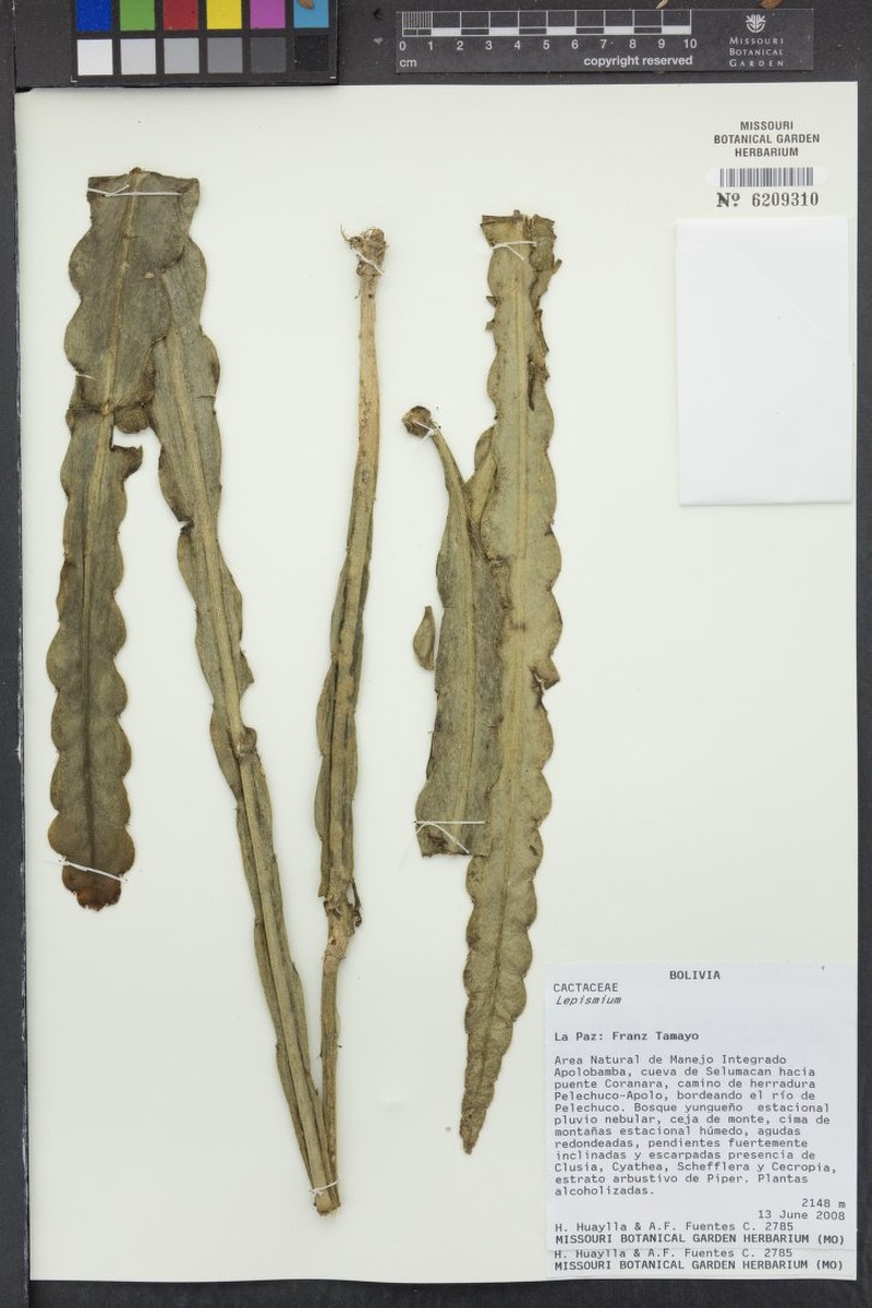 Lymanbensonia incachacana photo 5