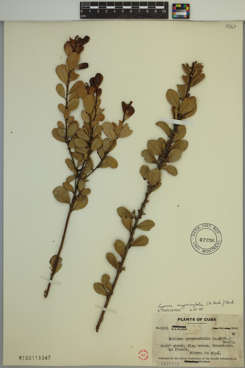 Lyonia affinis